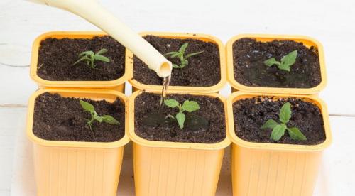 Вербена дома на подоконнике. Мой опыт сохранения и черенкования вербены! 07 Вербена дома на подоконнике. Мой опыт сохранения и черенкования вербены! 07