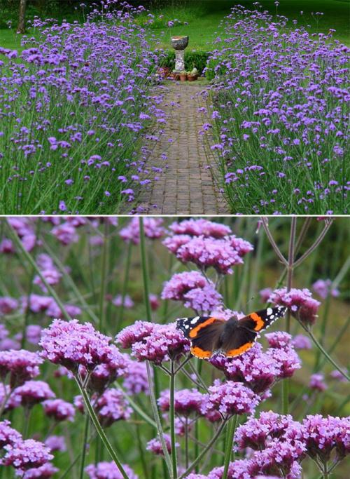 Вербена семена. Вербена – выращивание из семян, когда сажать на рассаду