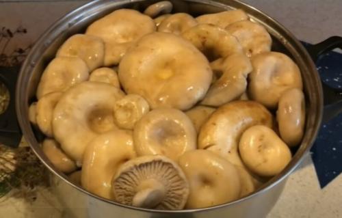 Как хранить грузди после засолки горчат. Грузди солёные горячим способом — 7 очень вкусных рецептов на зиму