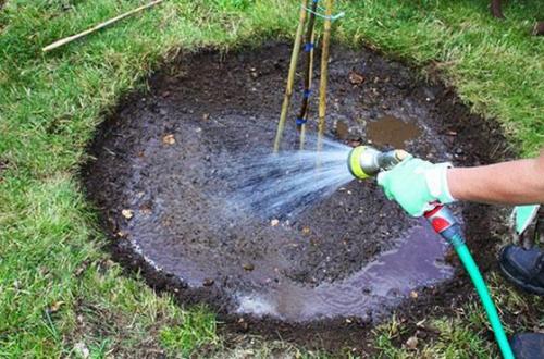 Как часто нужно поливать сорт вишни стойкой. Полив
