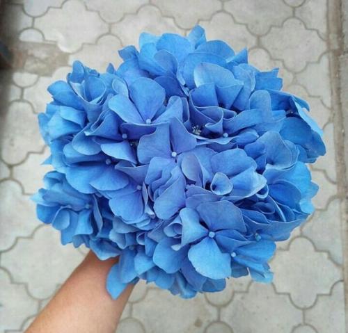 Как засушить гортензию метельчатую. Как сушить гортензию, чтобы она не меняла цвет