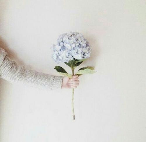 Как засушить гортензию метельчатую. Как сушить гортензию, чтобы она не меняла цвет