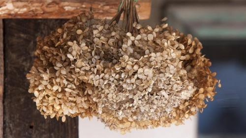 Гортензия сухоцвет. Как засушить гортензию для зимнего букета — сохраняем сочные летние краски