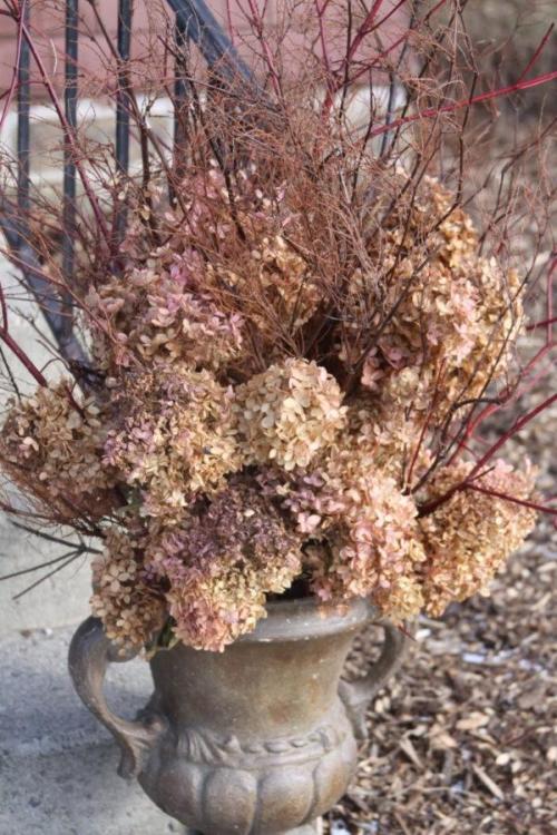 Как засушить гортензию метельчатую. Как сушить гортензию, чтобы она не меняла цвет