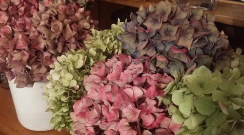 Гортензия сухоцвет. Как засушить гортензию для зимнего букета — сохраняем сочные летние краски