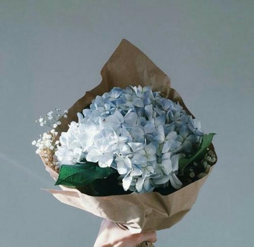 Как засушить гортензию метельчатую. Как сушить гортензию, чтобы она не меняла цвет