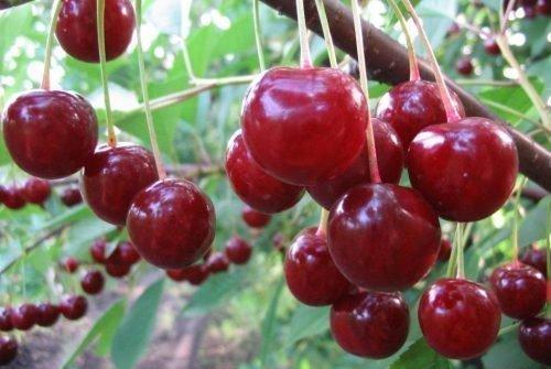 Можно ли ускорить срок созревания вишни. Ускоряем процесс созревания