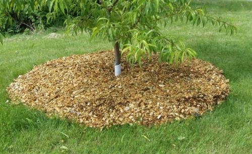 Как дубовые опилки могут быть использованы в садоводстве и огородничестве. Какие культуры можно мульчировать опилками?