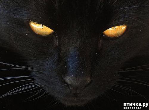 Чем черная кошка отличается от других кошек. Черные кошки: темная история с генетикой, особенности характера и прочая мистика