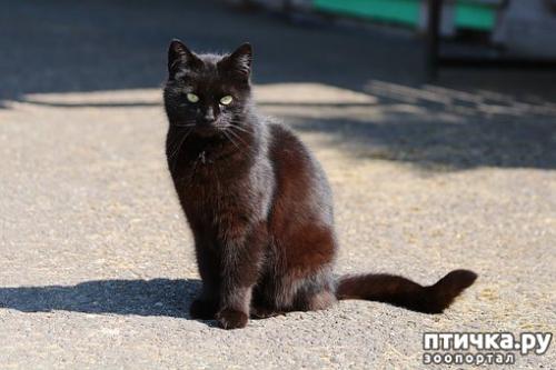 Чем черная кошка отличается от других кошек. Черные кошки: темная история с генетикой, особенности характера и прочая мистика