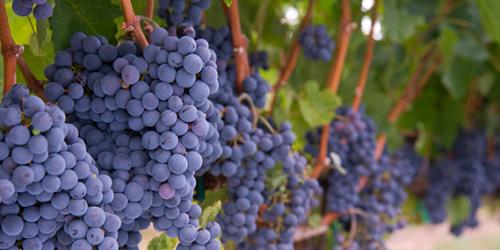 Технические сорта винограда: их роль в производстве алкогольных напитков 02 Технические сорта винограда: их роль в производстве алкогольных напитков 02