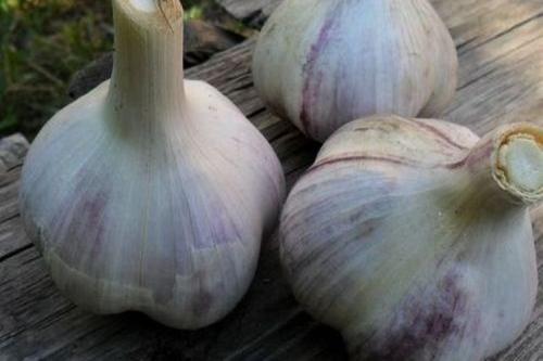 Лучшие сорта озимого чеснока. 10 самых лучших сортов чеснока для посадки под зиму