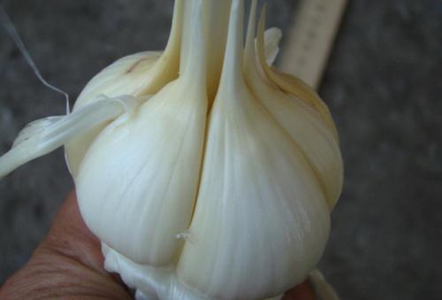Описание лучших сортов чеснока для юга. Сорта чеснока — 45 сортов 2023 года