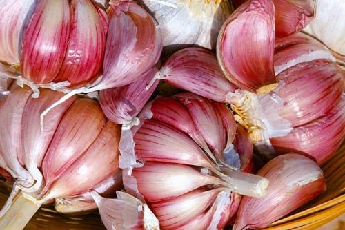 Лучшие сорта озимого чеснока. 10 самых лучших сортов чеснока для посадки под зиму