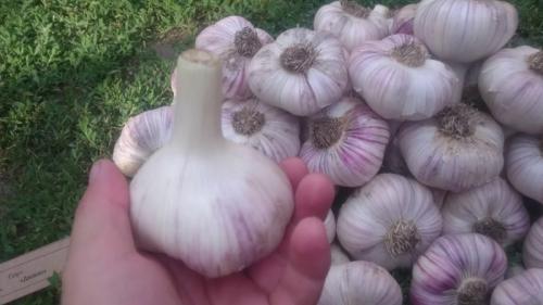 Описание лучших сортов чеснока для юга. Сорта чеснока — 45 сортов 2023 года