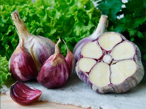 Описание лучших сортов чеснока для юга. Сорта чеснока — 45 сортов 2023 года