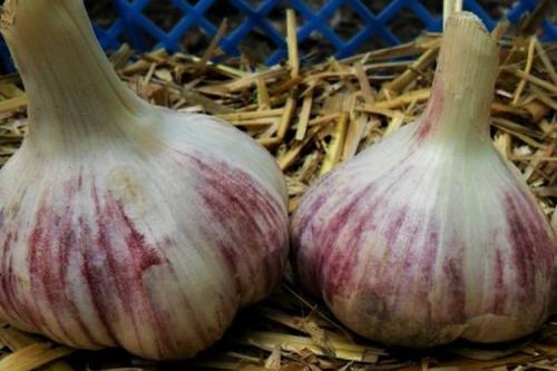 Лучшие сорта озимого чеснока. 10 самых лучших сортов чеснока для посадки под зиму