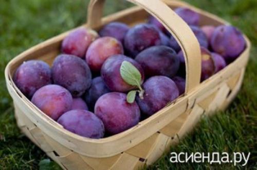 Как правильно хранить белые сливы на зиму. Как правильно хранить сливы