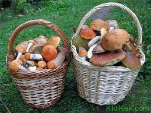 Как убрать горечь из готовых грибов. Как убрать горечь из грибов?