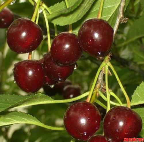 Поздние сорта вишни для ростовской области: подбор, уход и выращивание 01 Поздние сорта вишни для ростовской области: подбор, уход и выращивание 01