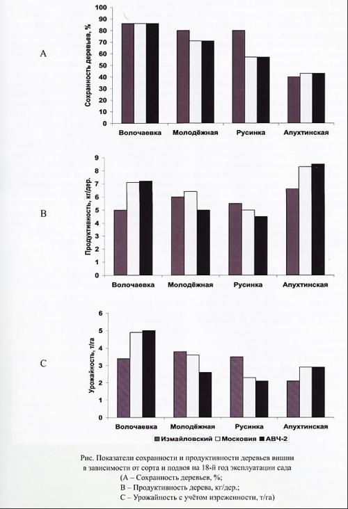 Поздние сорта вишни для ростовской области: подбор, уход и выращивание 07 Поздние сорта вишни для ростовской области: подбор, уход и выращивание 07