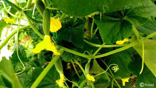 Как отличить салатные огурцы от засолочных визуально. По форме листьев можно определить, какие у вас огурцы: салатные или для засола 01