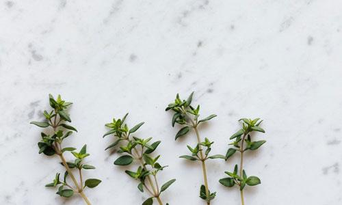 Как чабрец реагирует на понижение температуры. Чай с чабрецом: польза, вред, полезные и вредные свойства напитка для организма человека