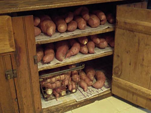 Как правильно высушивать бататы перед хранением. Хранение батата