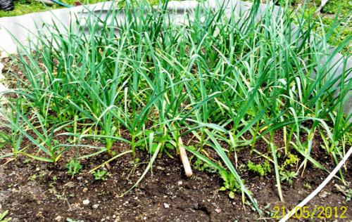 Какие ошибки чаще всего делают при посадке озимого чеснока в 2 яруса. Хочу проверить, когда же лучше высаживать чеснок?