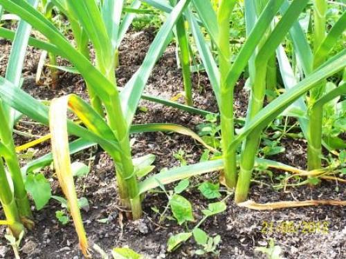 Какие ошибки чаще всего делают при посадке озимого чеснока в 2 яруса. Хочу проверить, когда же лучше высаживать чеснок?