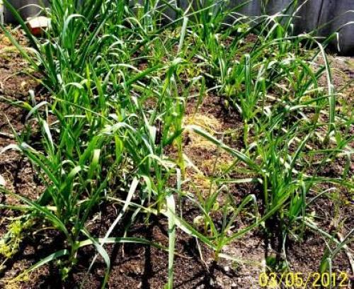 Какие ошибки чаще всего делают при посадке озимого чеснока в 2 яруса. Хочу проверить, когда же лучше высаживать чеснок?