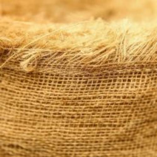 Не вымерзают даже при сильных морозах. Как защитить растения от мороза