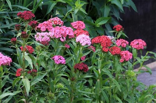 Где произошла гвоздика турецкая садовая многолетняя. Характеристика растения