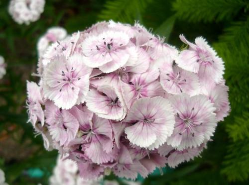 Где произошла гвоздика турецкая садовая многолетняя. Характеристика растения