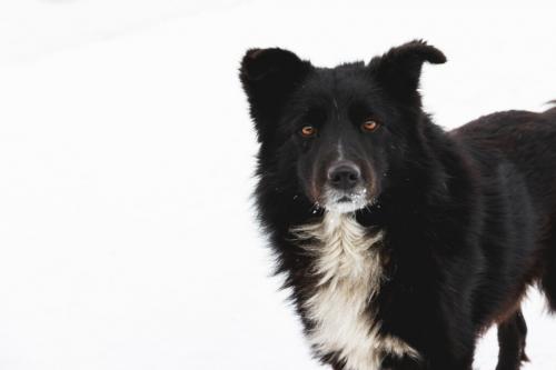 Как можно сохранить устойчивость к морозам у животных. Зоозащитники рассказали, как помочь бездомным животным пережить морозы