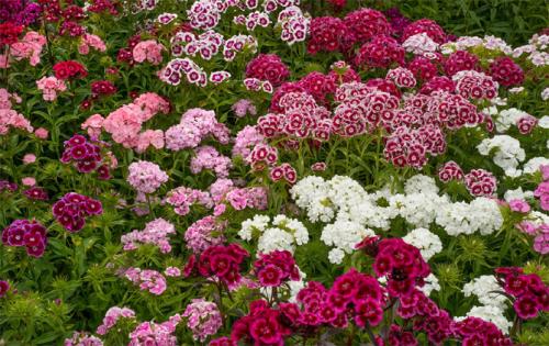 Где произошла гвоздика турецкая садовая многолетняя. Характеристика растения