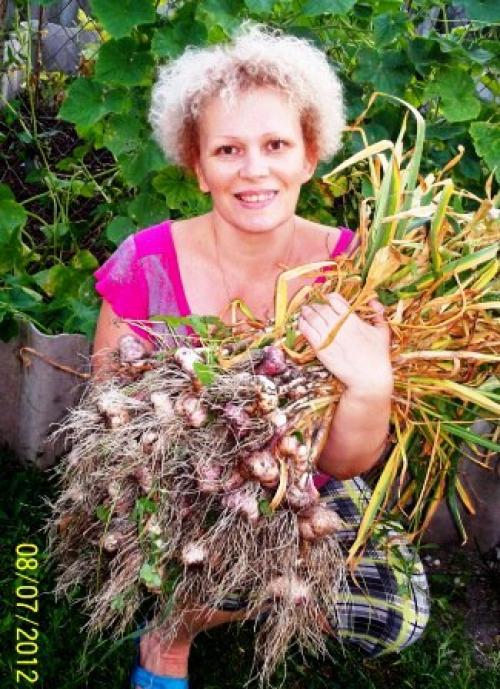 Какие ошибки чаще всего делают при посадке озимого чеснока в 2 яруса. Хочу проверить, когда же лучше высаживать чеснок?