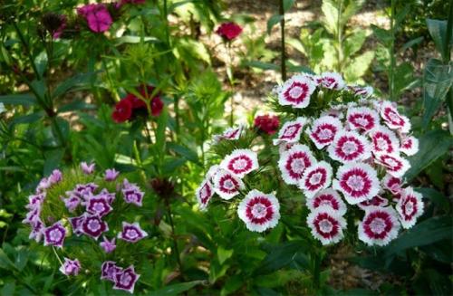 Где произошла гвоздика турецкая садовая многолетняя. Характеристика растения