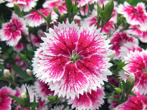 Как часто нужно поливать гвоздику турецкую садовую многолетнюю. Условия выращивания