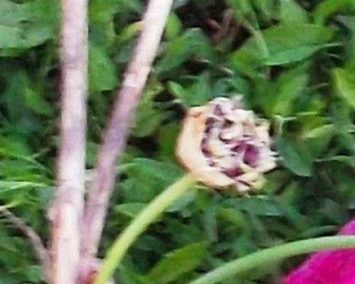 Какие ошибки чаще всего делают при посадке озимого чеснока в 2 яруса. Хочу проверить, когда же лучше высаживать чеснок?