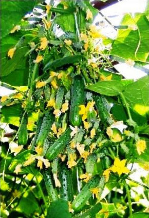 Какие ошибки чаще всего делают при посадке озимого чеснока в 2 яруса. Хочу проверить, когда же лучше высаживать чеснок?