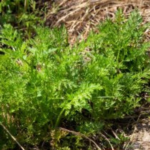 Не вымерзают даже при сильных морозах. Как защитить растения от мороза