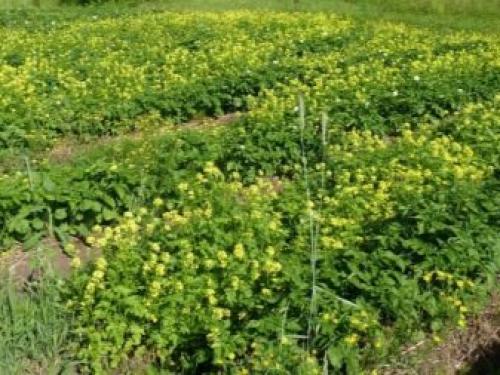 Можно садить чеснок после помидор. После, каких культур можно посадить? 06