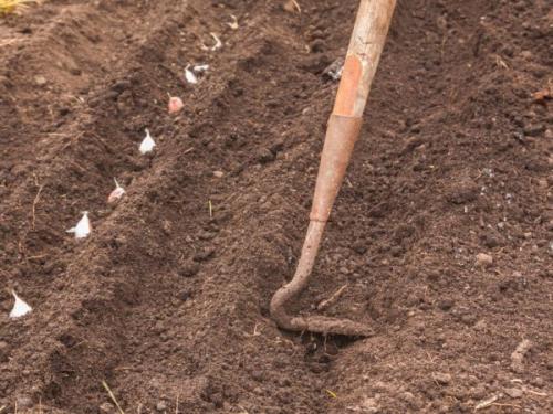 Можно ли сажать чеснок после огурцов. После чего сажают чеснок