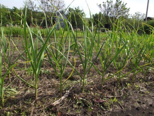 Можно садить чеснок после помидор. После, каких культур можно посадить? 13