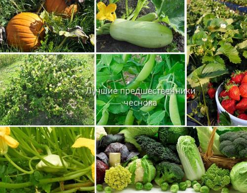 После чего нельзя сажать чеснок. Рекомендации по предшественникам
