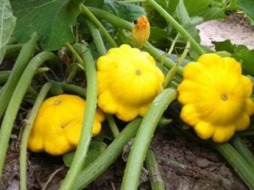 Можно садить чеснок после помидор. После, каких культур можно посадить? 03