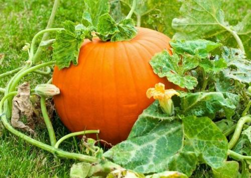 Можно садить чеснок после помидор. После, каких культур можно посадить? 04