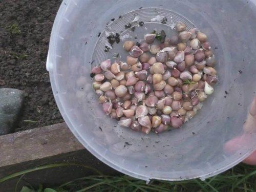 Можно садить чеснок после помидор. После, каких культур можно посадить? 14