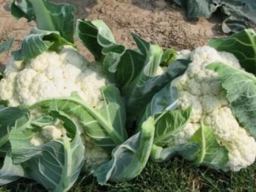 Можно садить чеснок после помидор. После, каких культур можно посадить? 02